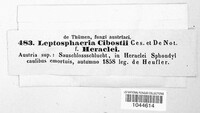 Leptosphaeria modesta image